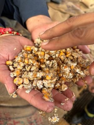 Water Affected Stock of Maize